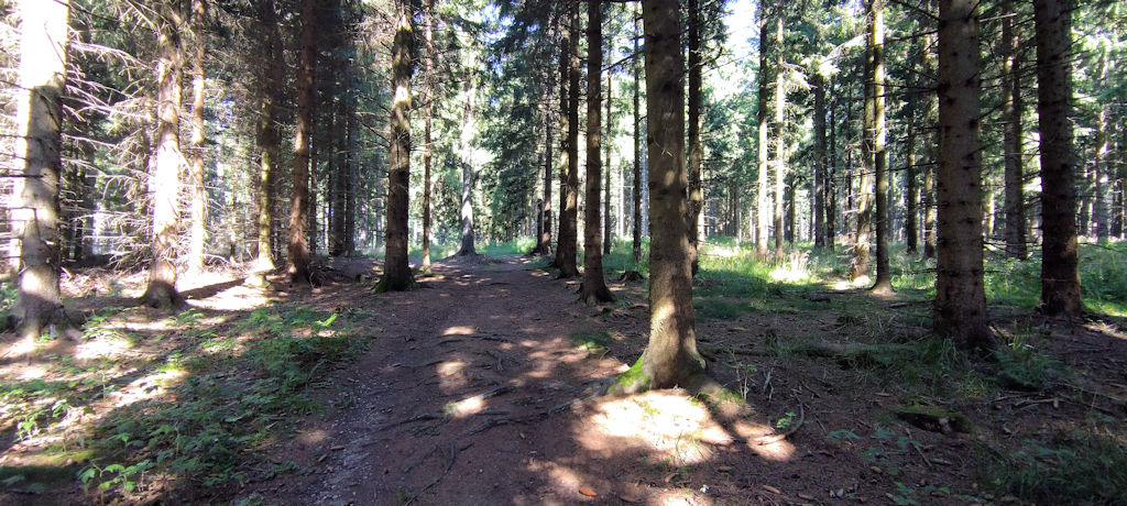 Waldweg