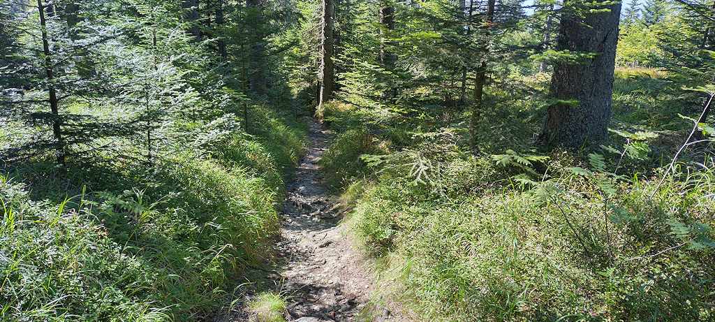 Waldweg