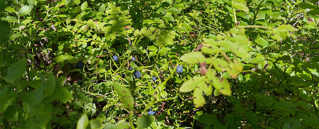 Heidlbeeren