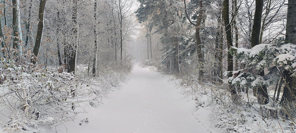 Waldweg