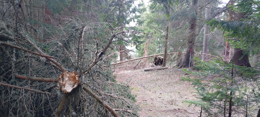 Waldweg