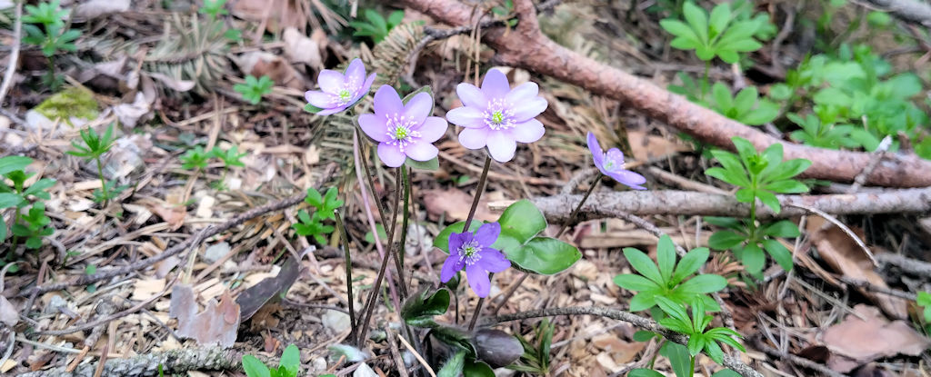 Frühlingsblumen