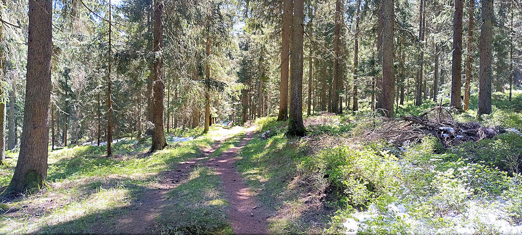 Waldweg