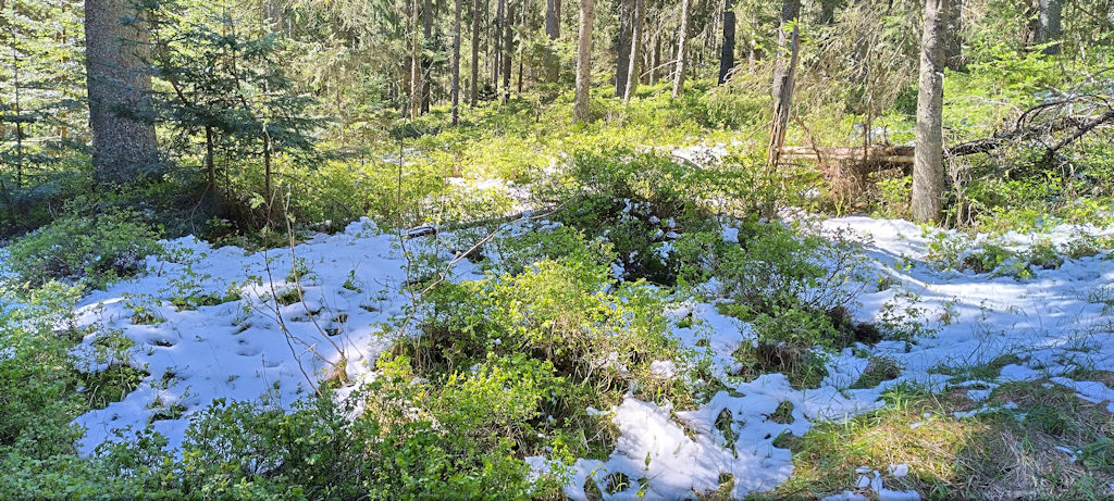 Schnee