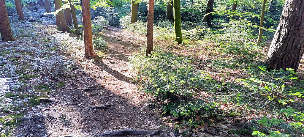 Waldweg