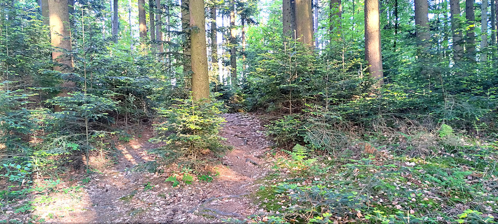 Waldweg