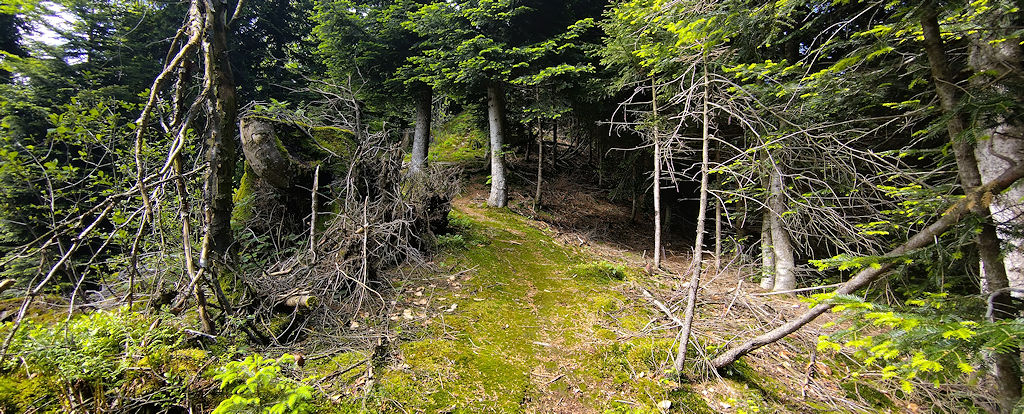 Waldweg