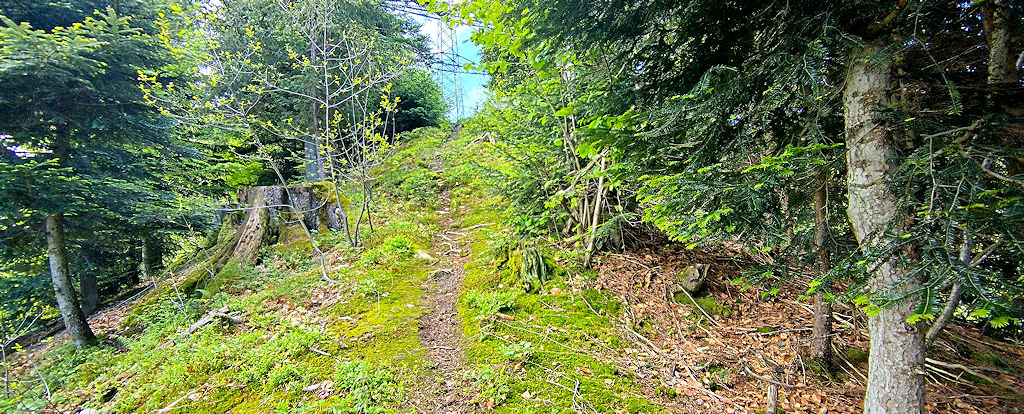 Waldweg