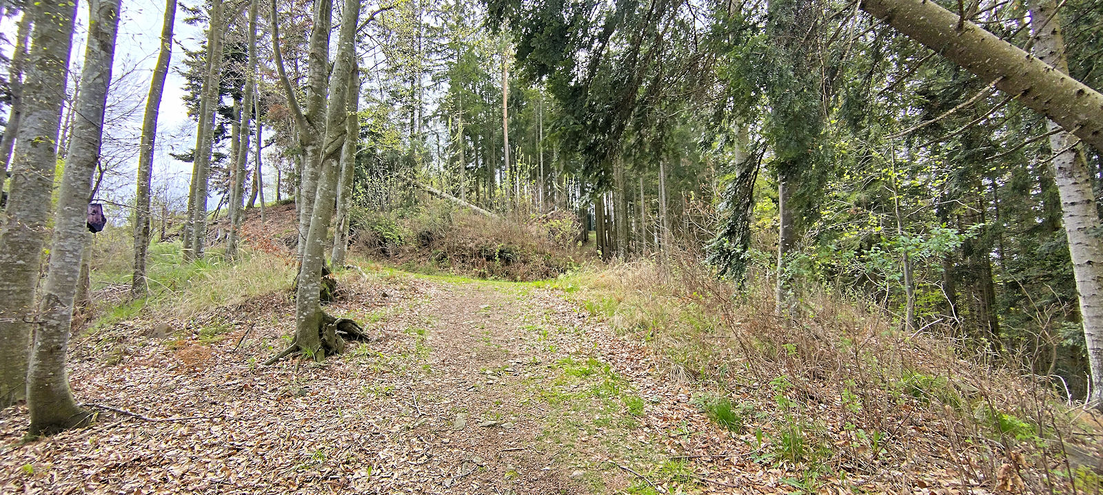 Bäume