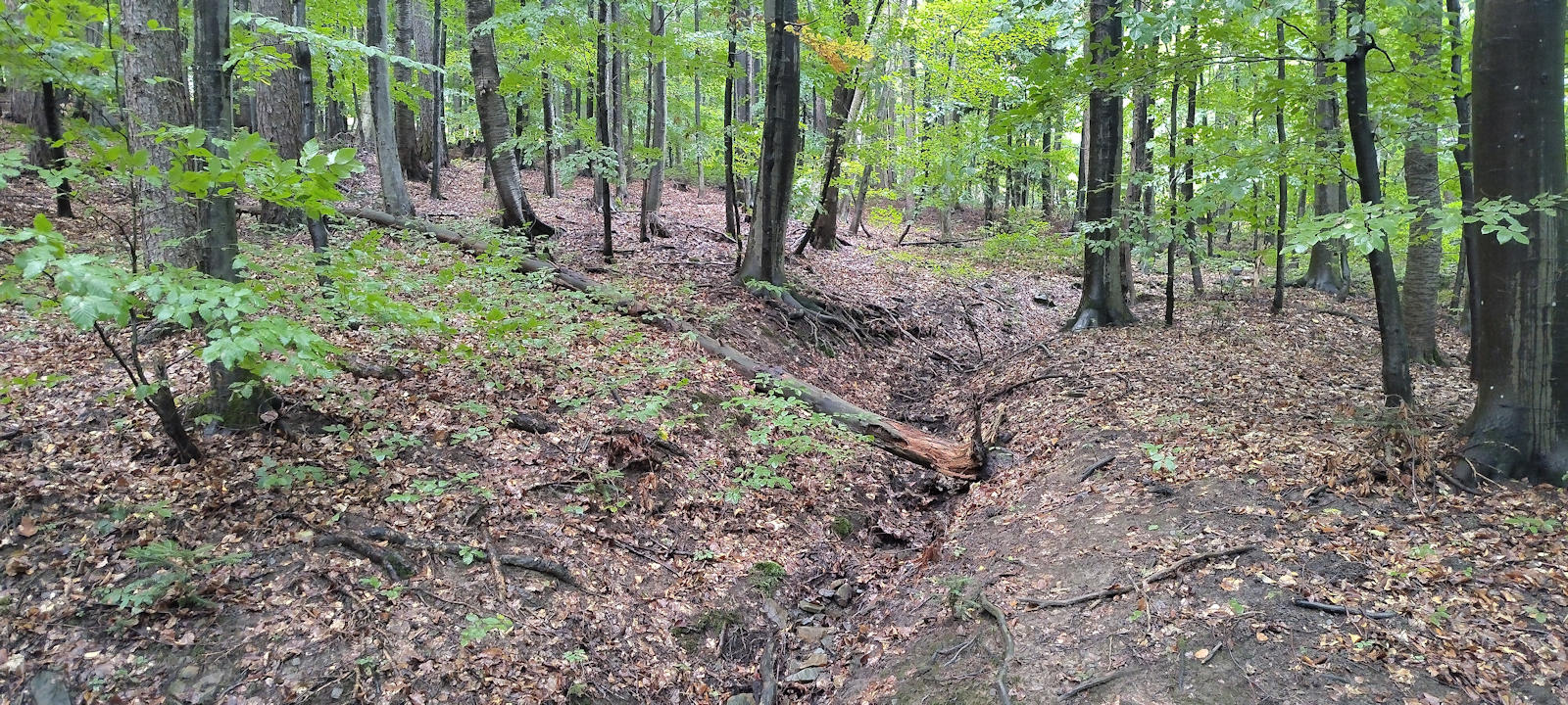 Wald