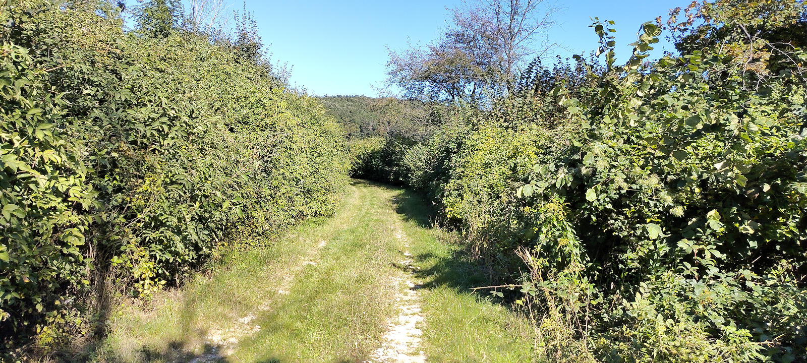 Weg