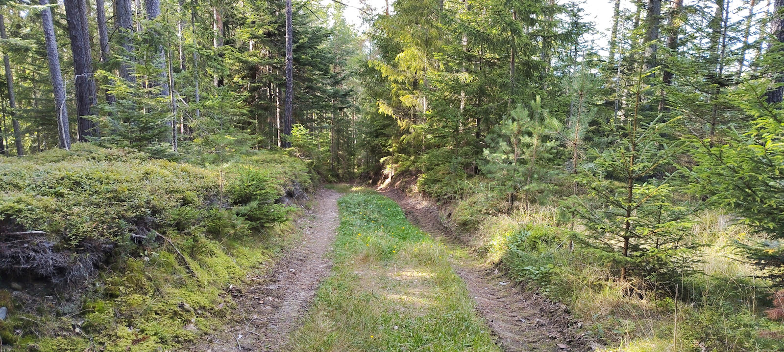 Forstweg