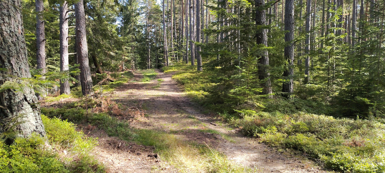 Abzweigung