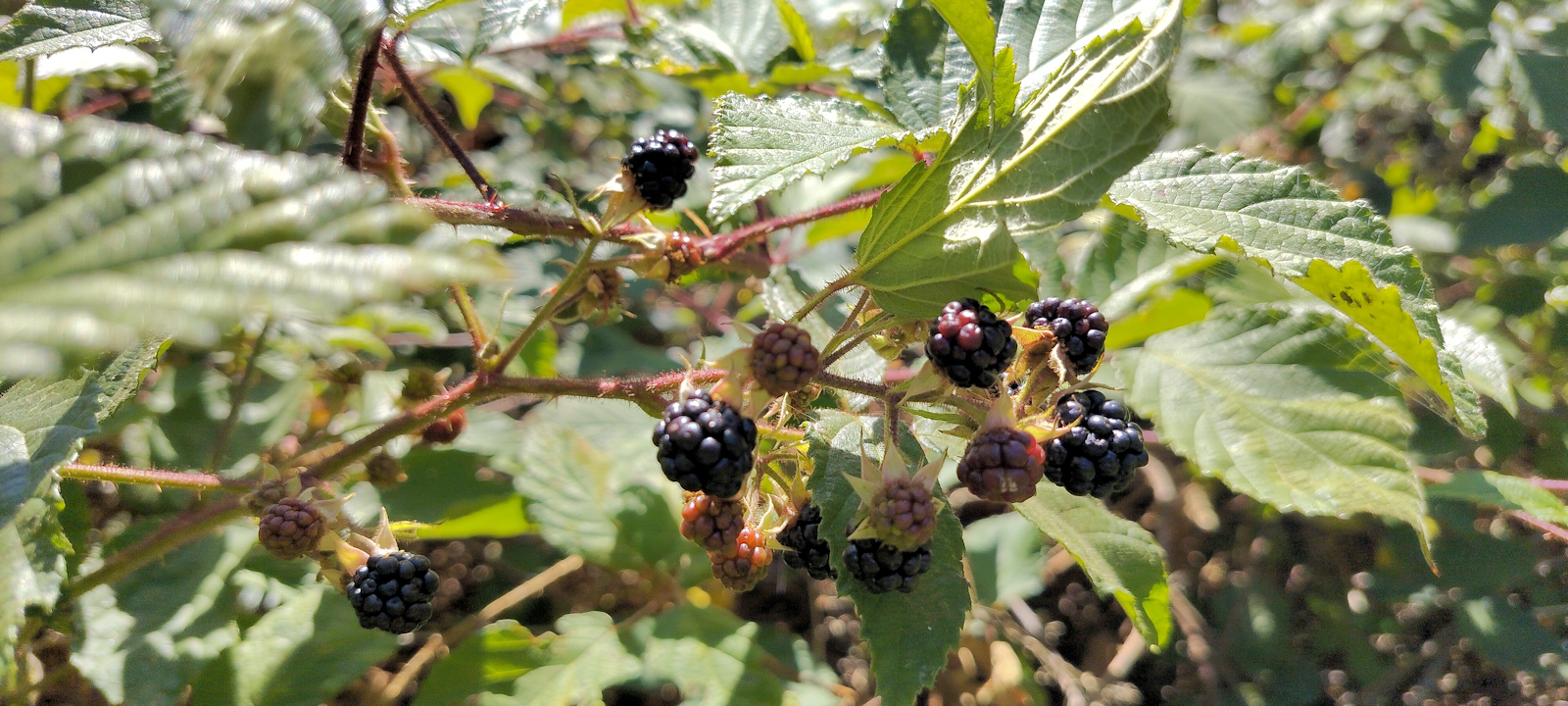 Brombeeren